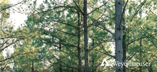 Weyerhaeuser Sustainable Forestry Practices