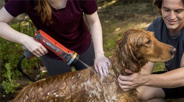 Two people bathing dog